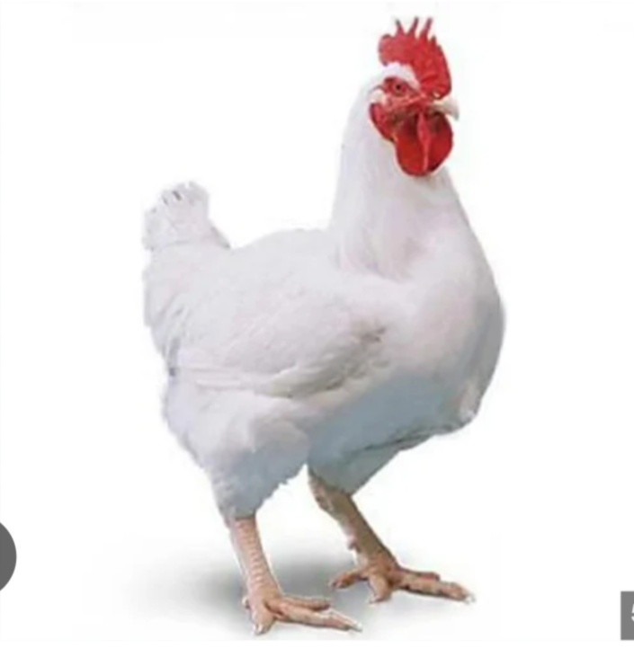 Image Poulet de chair