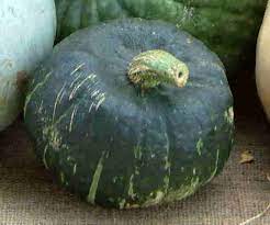 LA Courge